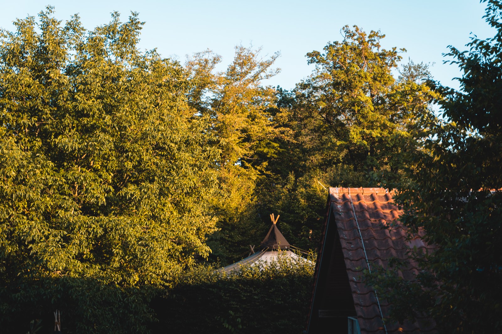 Baumwipfel im goldenen Abendlicht, dahinter die Spitze eines Zeltes